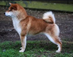 picture of dog