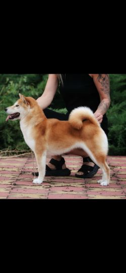 picture of dog