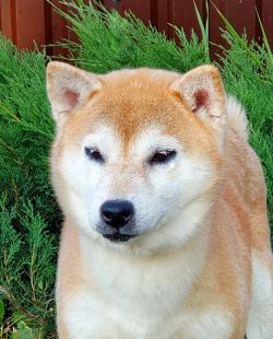 picture of dog