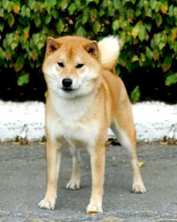 picture of dog