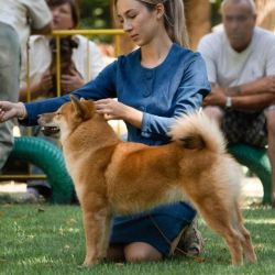picture of dog