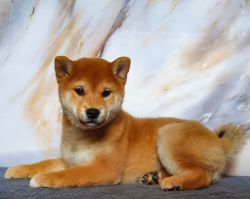 picture of dog