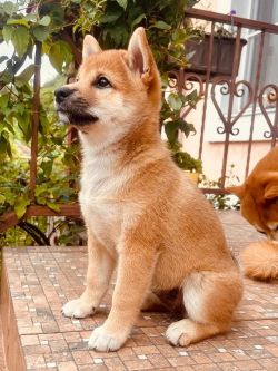 picture of dog