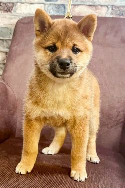 picture of dog