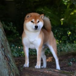 picture of dog