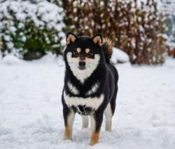 picture of dog