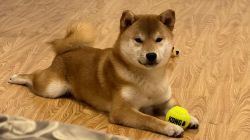 picture of dog