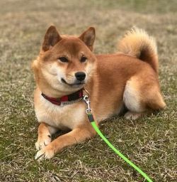 picture of dog