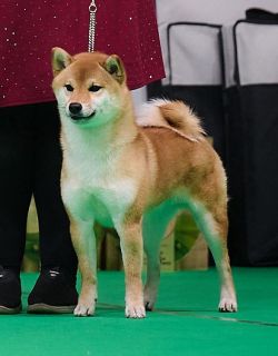 picture of dog