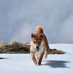 picture of dog