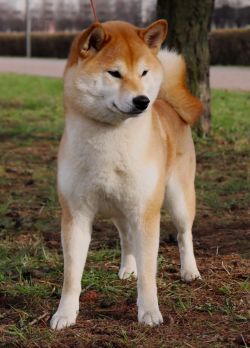 picture of dog