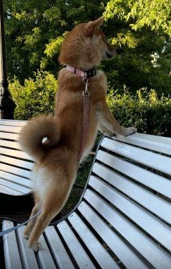 picture of dog