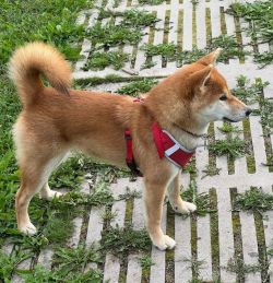 picture of dog