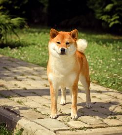 picture of dog