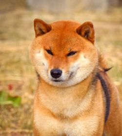 picture of dog