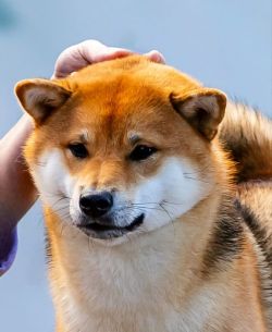 picture of dog