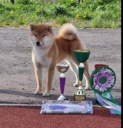 picture of dog
