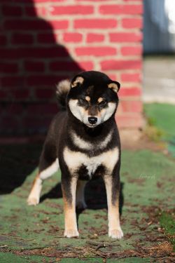 picture of dog