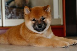 picture of dog