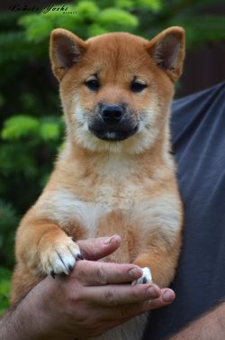 picture of dog