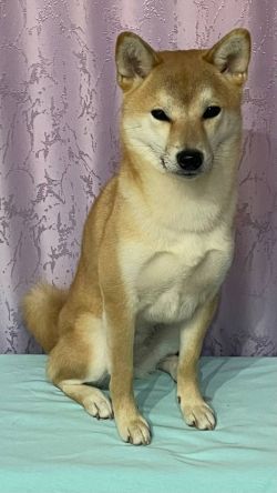 picture of dog