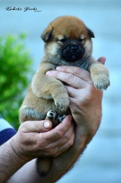 picture of dog