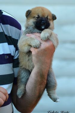 picture of dog