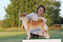 picture of dog
