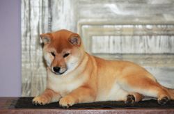 picture of dog