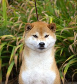 picture of dog