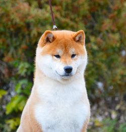picture of dog