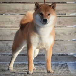 picture of dog