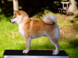 picture of dog