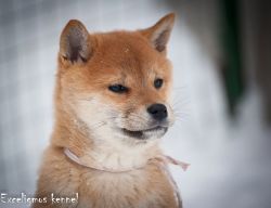 picture of dog