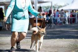 picture of dog