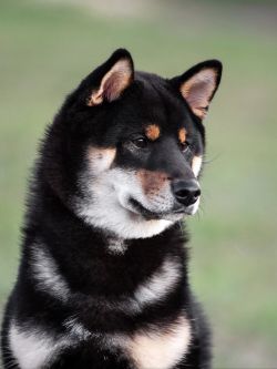 picture of dog
