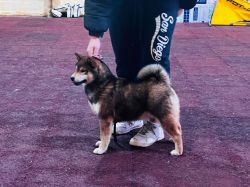 picture of dog