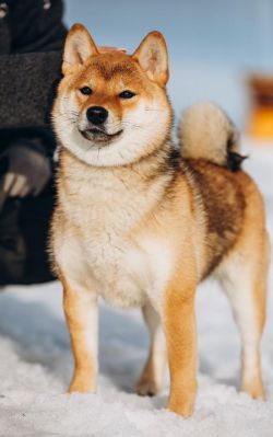 picture of dog