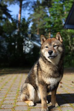 picture of dog
