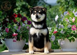 picture of dog