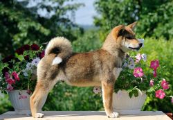 picture of dog