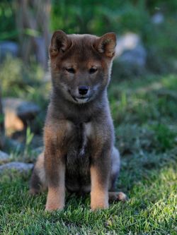 picture of dog