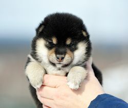picture of dog
