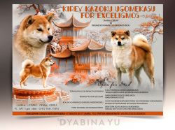 picture of dog