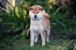 picture of dog