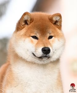 picture of dog