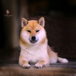 picture of dog