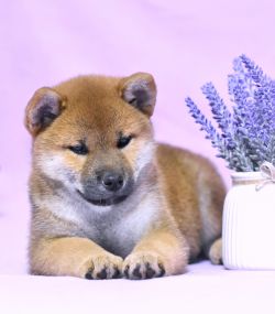 picture of dog