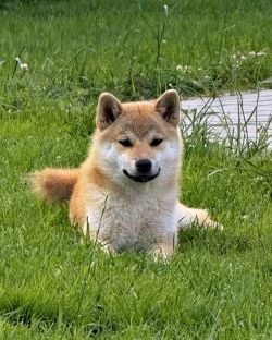 picture of dog