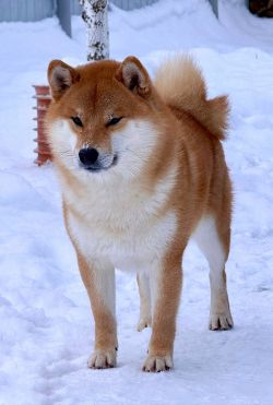 picture of dog